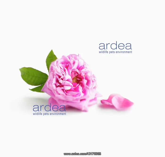 : Damask rose, Rosa damascena, with leaves and loose petals, w : Damask rose, Rosa damascena, with leaves and loose petals, w