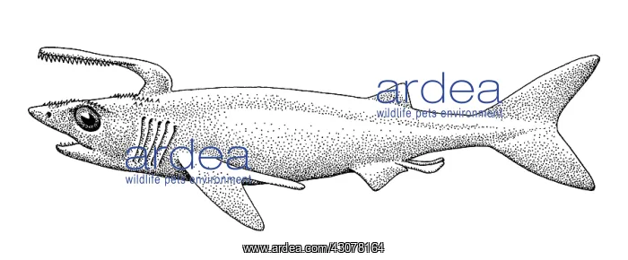 : Damocles serratus : Damocles serratus