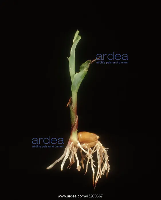 : Damping off damage to Corn : Damping off damage to Corn
