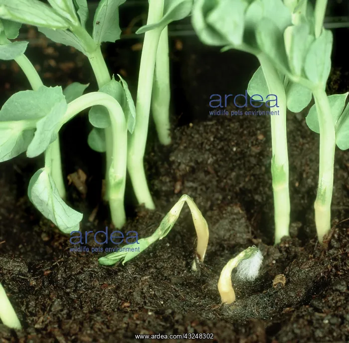 : Damping off of Pea seedling : Damping off of Pea seedling