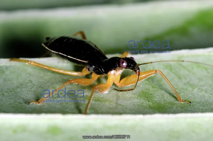 : Damsel Bug : Damsel Bug