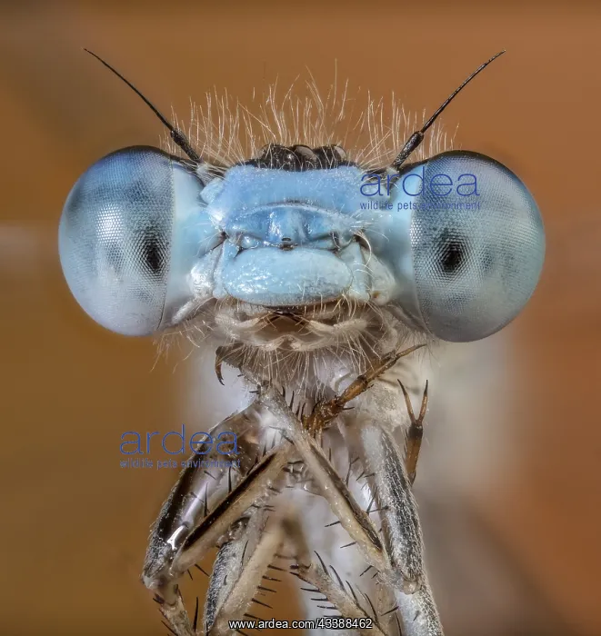 : Damsel Fly Face, Eyes : Damsel Fly Face, Eyes