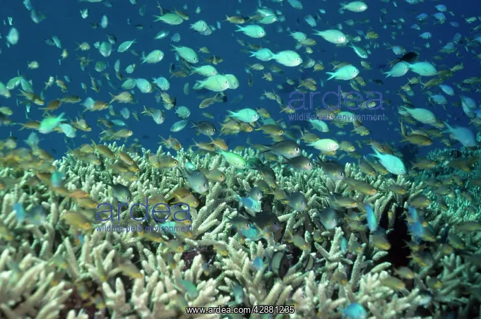 : Damselfish : Damselfish