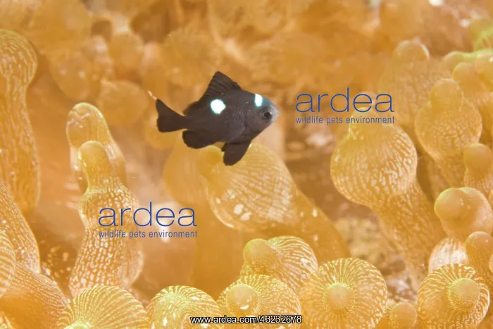 : Damselfish (Dascyllus sp) & Myrichthys maculosus : Damselfish (Dascyllus sp) & Myrichthys maculosus