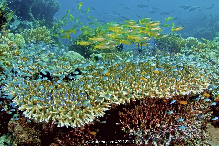 : Damselfish (Pomacentridae) and snappers : Damselfish (Pomacentridae) and snappers