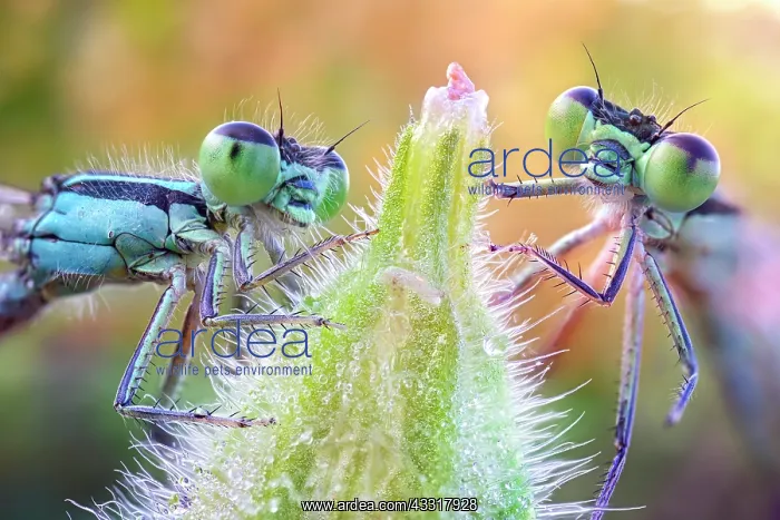 : Two damselflies on a bud, Villarotta, Reggio Emilia, Italy : Two damselflies on a bud, Villarotta, Reggio Emilia, Italy