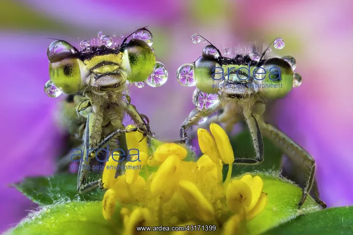 : two damselflies covered by dew drops on a wild flower : two damselflies covered by dew drops on a wild flower