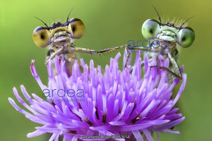 : Two damselflies looking behind two dandelion, Italy : Two damselflies looking behind two dandelion, Italy
