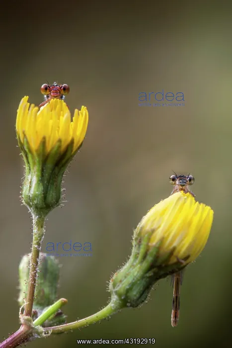: Two damselflies looking behind two dandelion, Sassari : Two damselflies looking behind two dandelion, Sassari