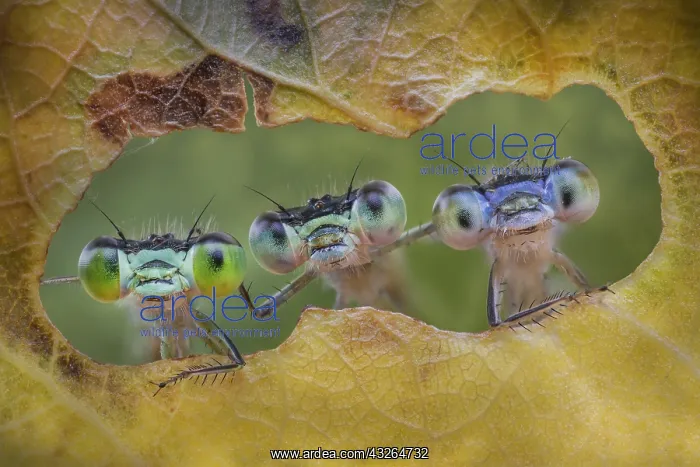 : Three damselflies looking through the holes made : Three damselflies looking through the holes made
