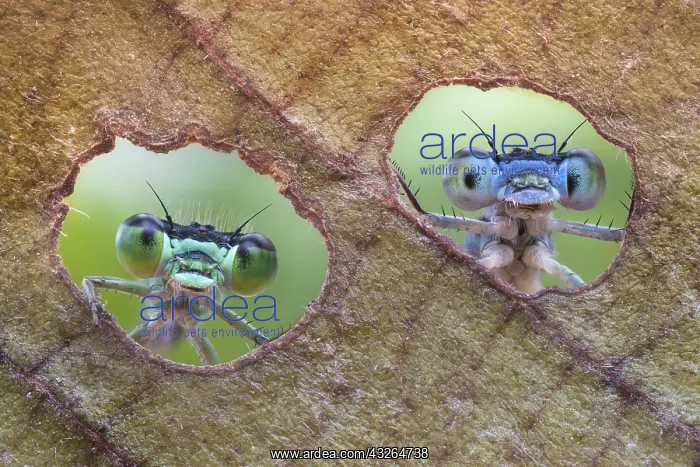 : Two damselflies looking through the holes made by : Two damselflies looking through the holes made by