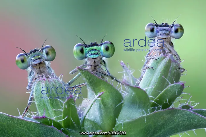 : Three damselflies on a plant, Luzzara, Reggio Emilia : Three damselflies on a plant, Luzzara, Reggio Emilia