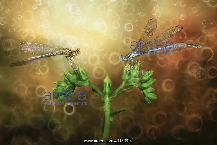 : Two Damselflies (Zygoptera) looking behind two dandelion : Two Damselflies (Zygoptera) looking behind two dandelion