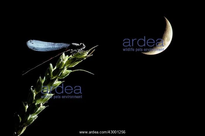: Damselfly Salamanca, Castilla y Leon, Spain (Zygoptera) : Damselfly Salamanca, Castilla y Leon, Spain (Zygoptera)