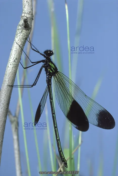 : Damselfly. Tipped-Wing Agrion, Damselfly, Agrion dimidiatum : Damselfly. Tipped-Wing Agrion, Damselfly, Agrion dimidiatum