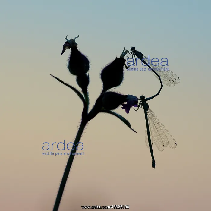 : Damselfly. Silhouette of mating damselflies on bud, The Netherlands, Friesland, Veenwouden : Damselfly. Silhouette of mating damselflies on bud, The Netherlands, Friesland, Veenwouden