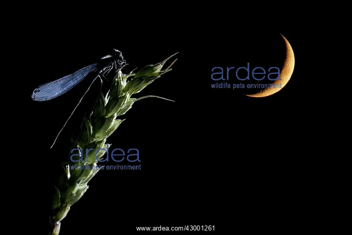 : Damselfly adult perched on a ear of corn and the moon : Damselfly adult perched on a ear of corn and the moon