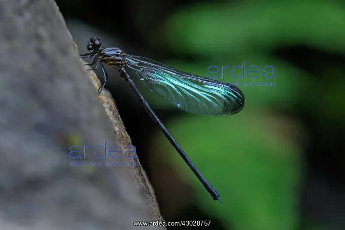 : Damselfly, Cueva de los Guacharos National Park : Damselfly, Cueva de los Guacharos National Park