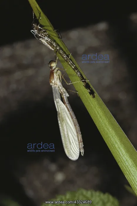 : Damselfly Emerging : Damselfly Emerging