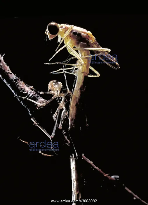 : Damselfly & Exoskeleton : Damselfly & Exoskeleton
