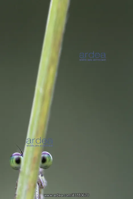 : Damselfly with green eyes hiding, Luzzara, Reggio : Damselfly with green eyes hiding, Luzzara, Reggio