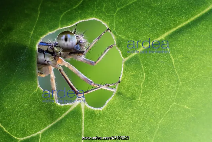 : Damselfly looking through the hole made by a caterpillar : Damselfly looking through the hole made by a caterpillar
