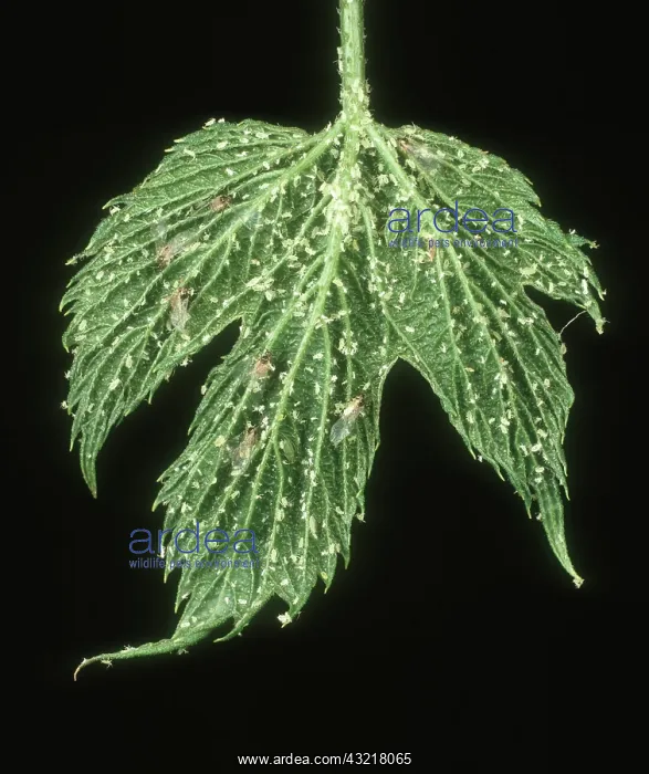 : Damson hop aphid : Damson hop aphid