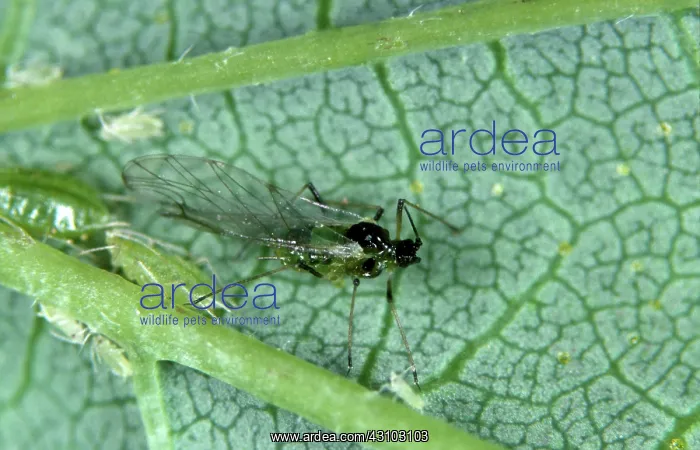 : Damson hop aphid (Phorodon humuli) : Damson hop aphid (Phorodon humuli)