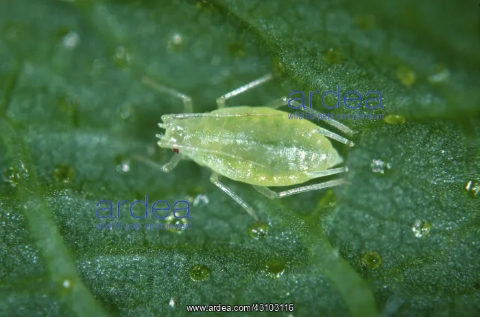 : Damson hop aphid (Phorodon humuli) : Damson hop aphid (Phorodon humuli)