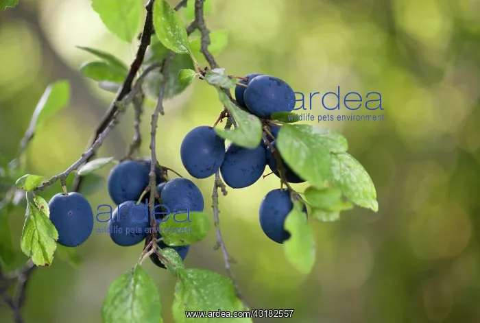 : Damson plum, Prunus domestica L. subsp. insititia : Damson plum, Prunus domestica L. subsp. insititia