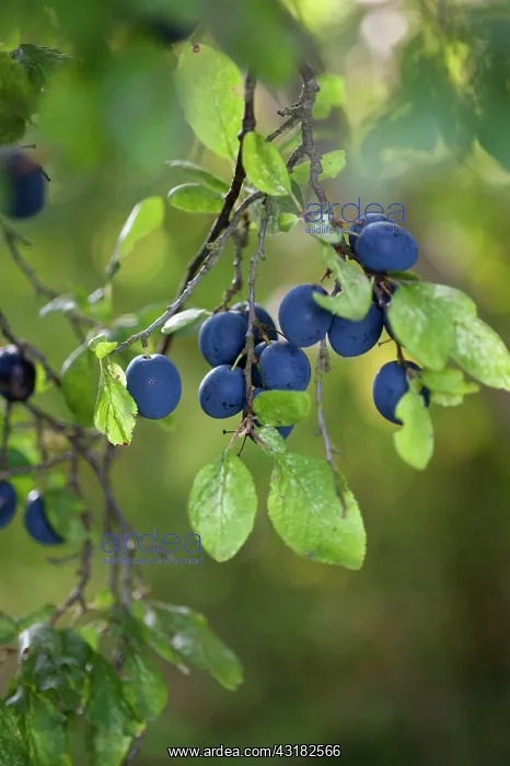: Damson plum, Prunus domestica L. subsp. insititia : Damson plum, Prunus domestica L. subsp. insititia