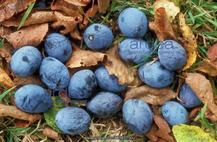 : Damsons - fallen on ground : Damsons - fallen on ground