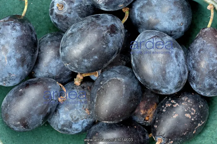  : Damsons ripe fruit