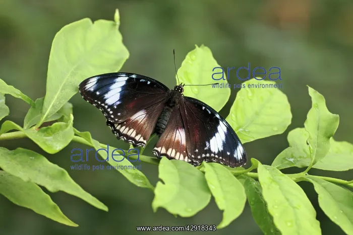 : Danaid Eggfly - male resting on bush : Danaid Eggfly - male resting on bush