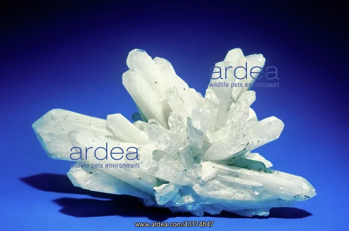 : Danburite from Charcas, Mexico : Danburite from Charcas, Mexico