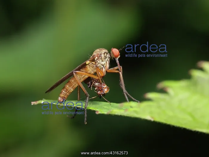 : Dance Fly (Empis tessellata) with prey, France : Dance Fly (Empis tessellata) with prey, France