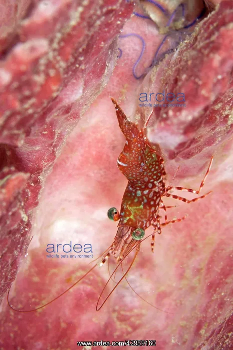 : Dancing Shrimp : Dancing Shrimp