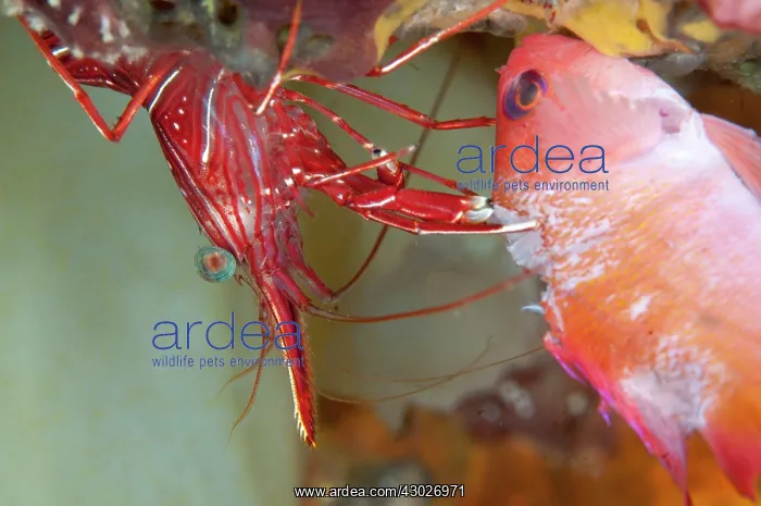 : Dancing Shrimp : Dancing Shrimp