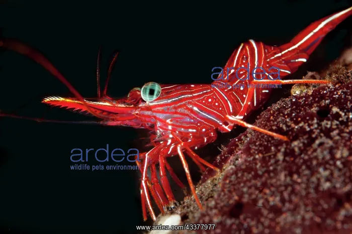 : Dancing Shrimp : Dancing Shrimp