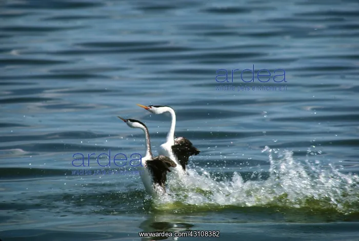 : Dancing western grebes : Dancing western grebes