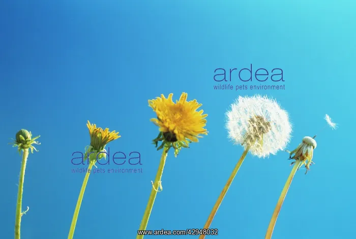 : Dandelion, Taraxacum officinale : Dandelion, Taraxacum officinale