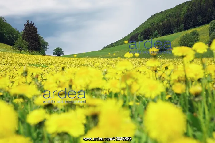 : Dandelion, Taraxacum officinale : Dandelion, Taraxacum officinale