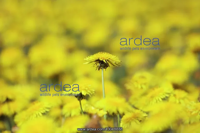 : Dandelion, Taraxacum officinale : Dandelion, Taraxacum officinale