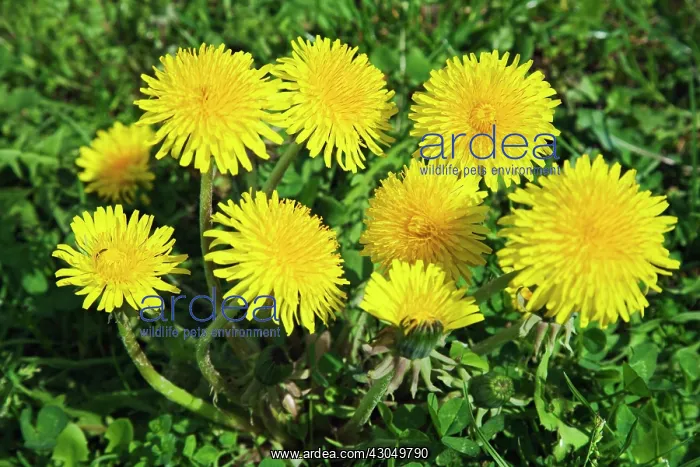 : Dandelion, Taraxacum officinale : Dandelion, Taraxacum officinale