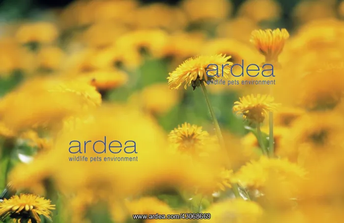 : Dandelion, Taraxacum officinale : Dandelion, Taraxacum officinale