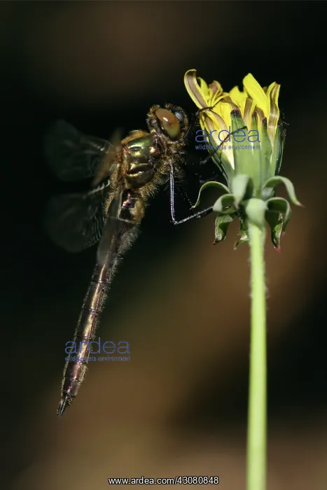 : Dandelion. Downy Emerald (Cordulia aenea) male resting on Common Dandelion : Dandelion. Downy Emerald (Cordulia aenea) male resting on Common Dandelion