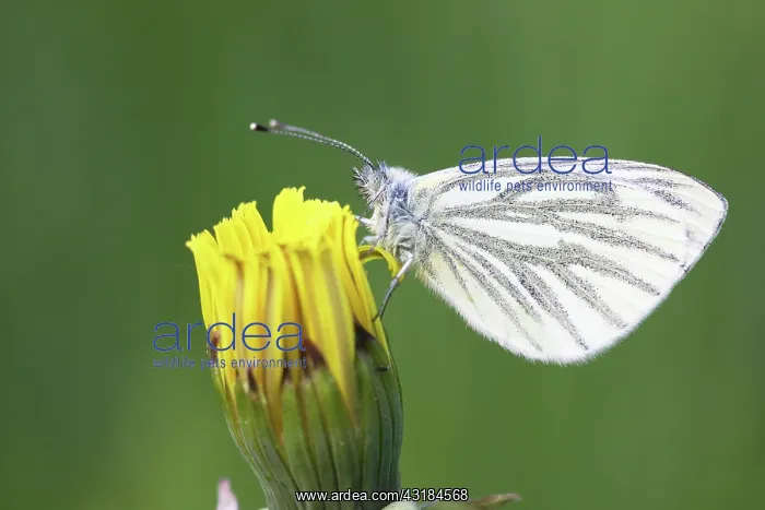 : Dandelion. Green-veined White (Pieris napi) resting on Common Dandelion : Dandelion. Green-veined White (Pieris napi) resting on Common Dandelion
