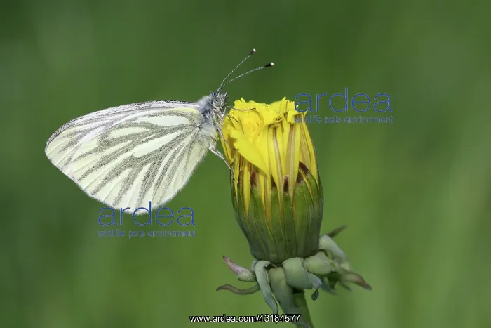 : Dandelion. Green-veined White (Pieris napi) resting on Common Dandelion : Dandelion. Green-veined White (Pieris napi) resting on Common Dandelion