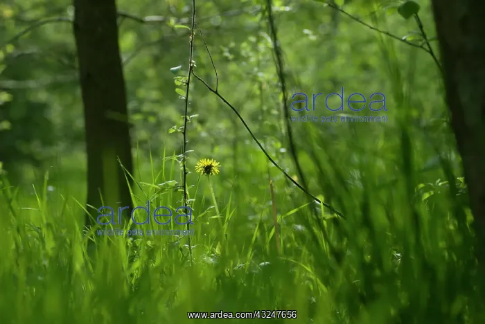 : Dandelion, Taraxacum officinale : Dandelion, Taraxacum officinale
