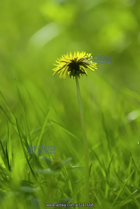 : Dandelion, Taraxacum officinale : Dandelion, Taraxacum officinale
